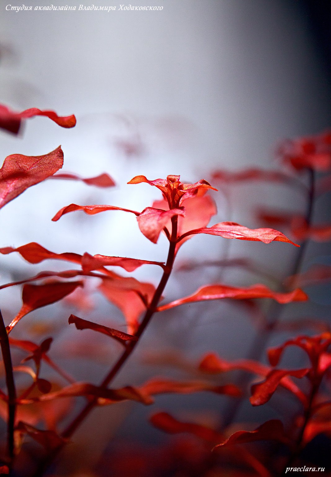 Людвигия супер ред (Ludwigia palustris super red)
