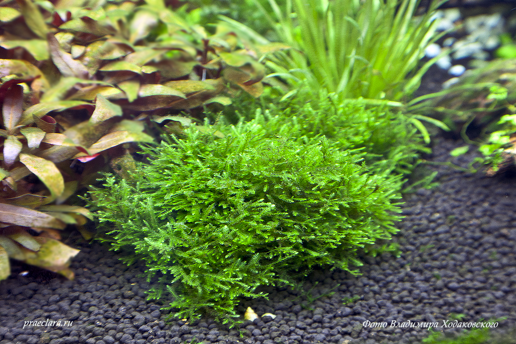Taxiphyllum alternans — Taiwan-moss
