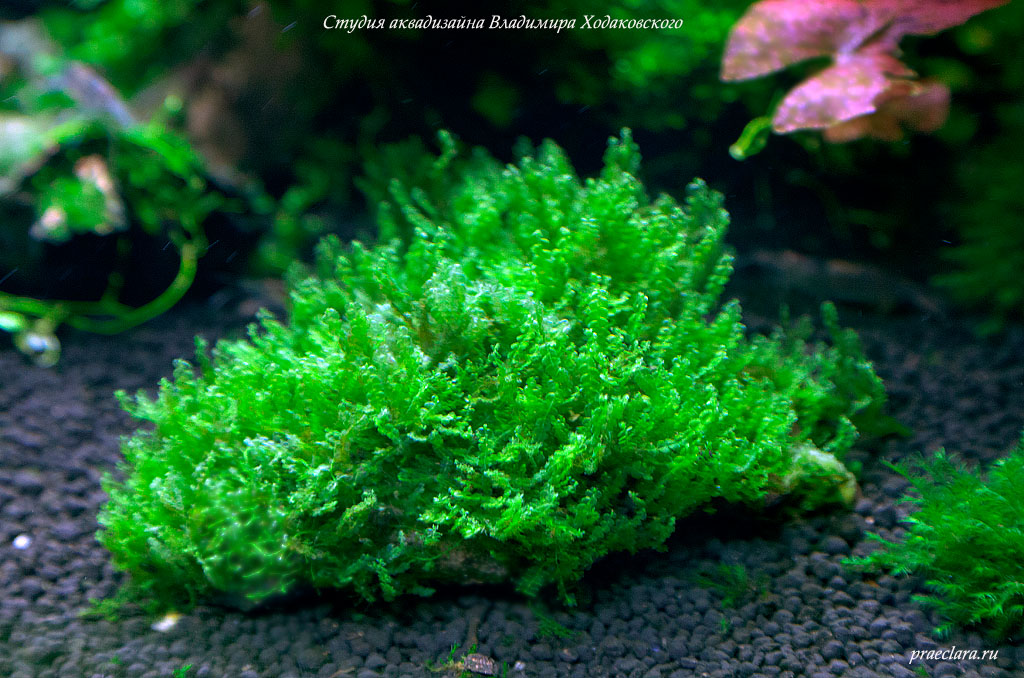 Blepharostoma trichophyllum - Pearl moss