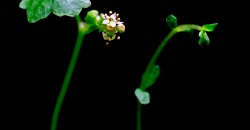 Гидрокотила трипартита (Hydrocotyle tripartita), цветок