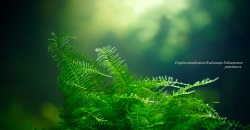 Vesicularia montagnei – Christmas moss