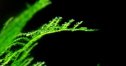 Vesicularia montagnei – Christmas moss