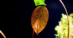 Нимфея Микранта (Nymphaea micrantha)