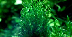 Taxiphyllum sp. – Flame Moss