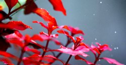 Людвигия супер ред (Ludwigia palustris super red)
