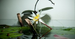 Нимфея микранта (Nymphaea micrantha), цветок