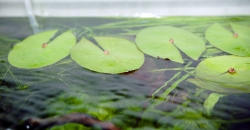 Нимфея микранта (Nymphaea micrantha), надводные листья