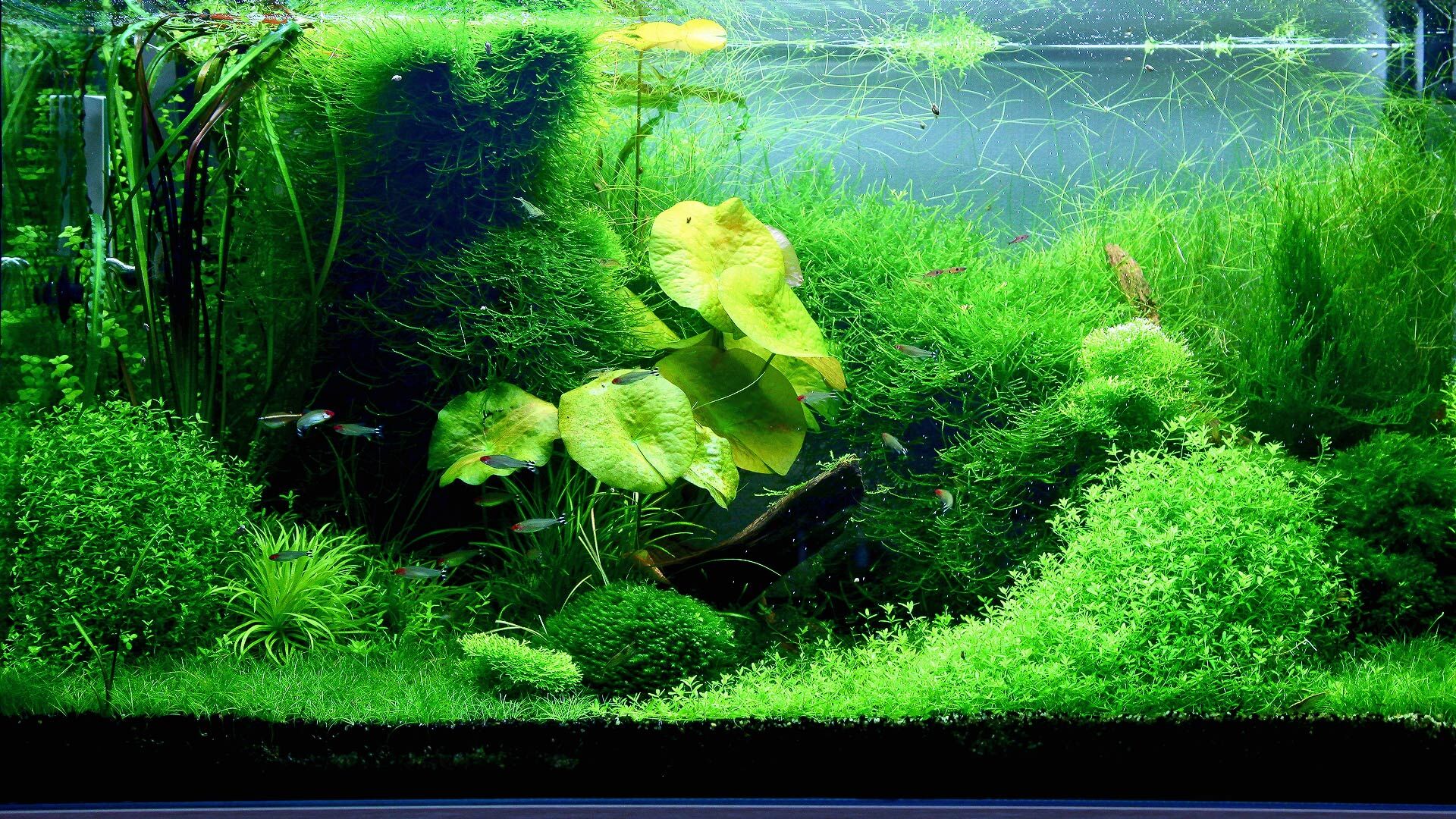 Аквариум с растениями в стиле Nature Aquarium