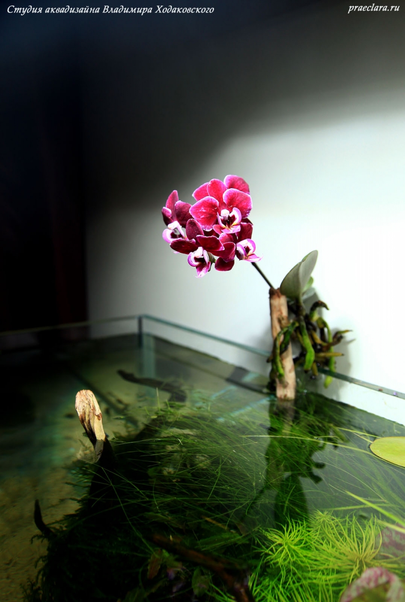Aquascape River Flows in You, 243л, орхидеи на поверхности аквариума