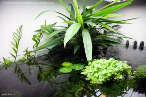 Растения на поверхности аквариума