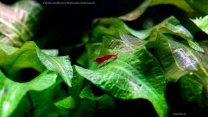 Креветка-вишня.(Neocaridina heteropoda Red., Var. Red fire