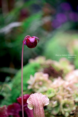 Саррацения пурпурная <em>(Sarracenia purpurea)</em>, цветок