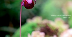 Саррацения пурпурная <em>(Sarracenia purpurea)</em>, цветок