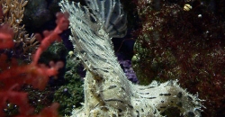 Ryba-udilshhik