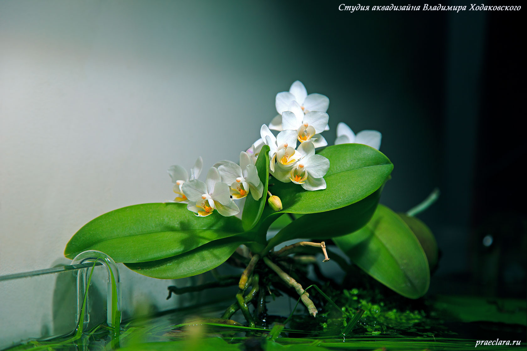 Орхидеи полгода в аквариуме. Второе цветение.