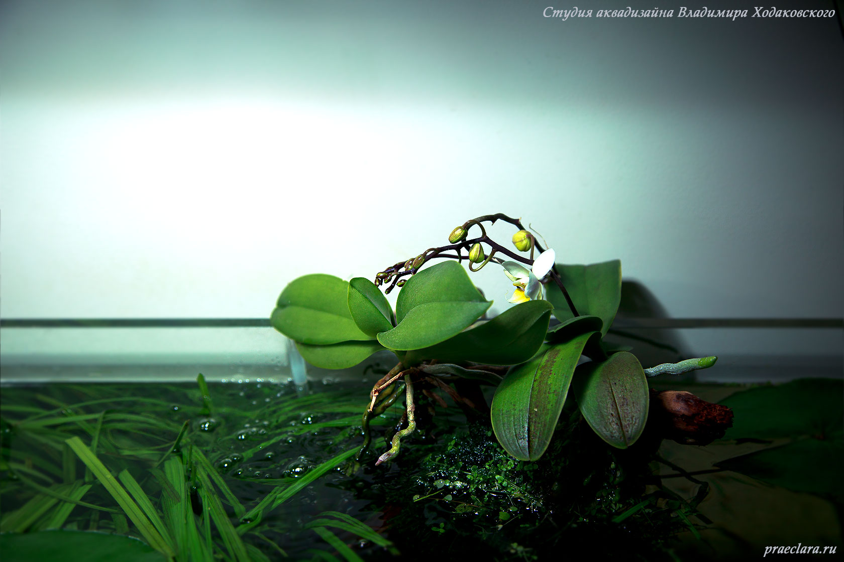 Орхидеи в аквариуме. Новые листья и второе цветение