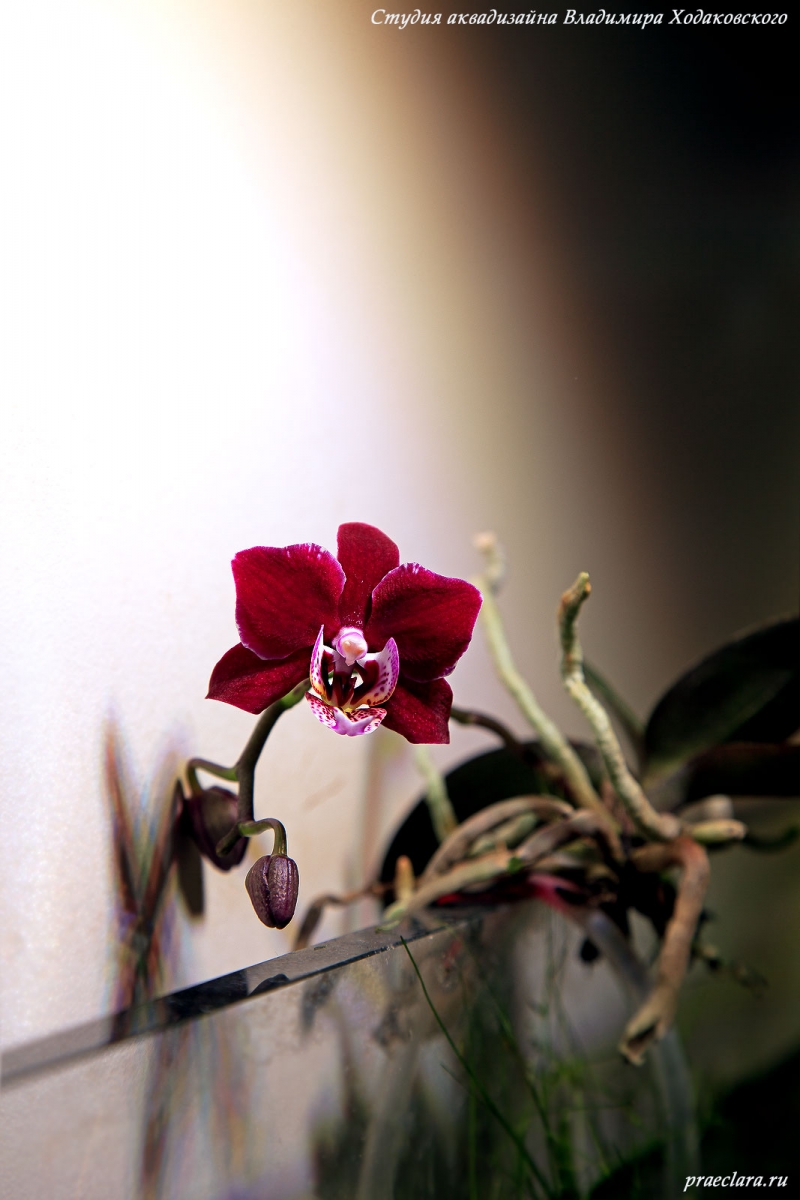 Орхидеи в аквариуме через 9 месяцев. Второе цветение.