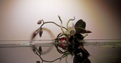 Орхидеи в аквариуме через 9 месяцев. Второе цветение.