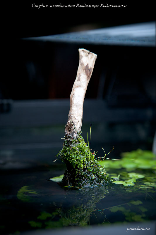 Элеохарис и мох кристмасс на коряге выходящей на поверхность в аквариуме