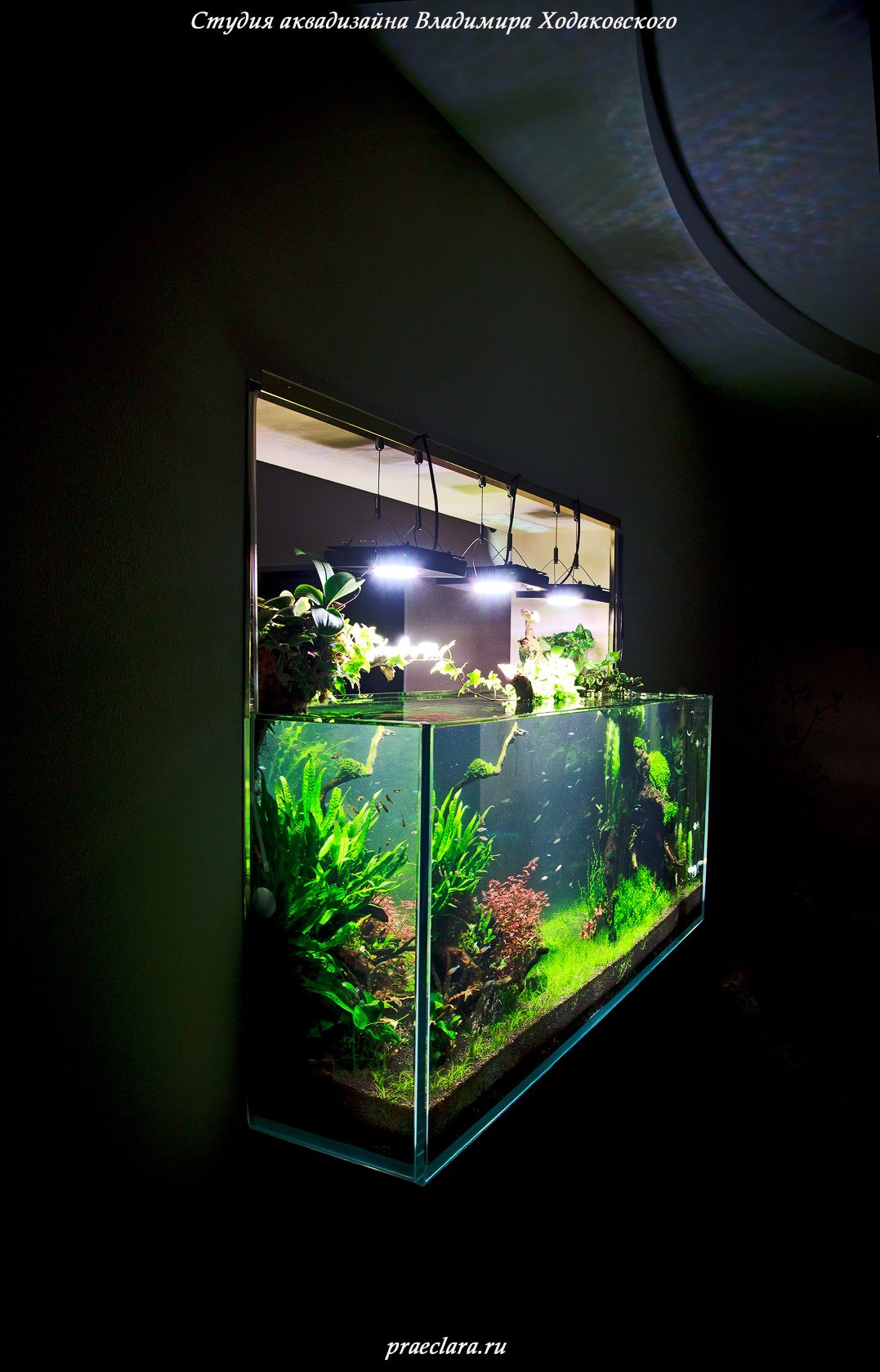 Оформление открытого Nature aquarium, Акваскейп 530л
