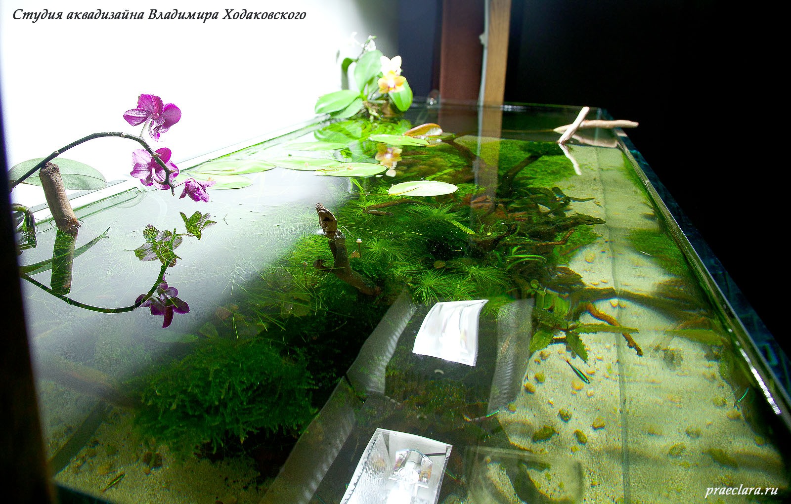 Aquascape River Flows in You, 243л