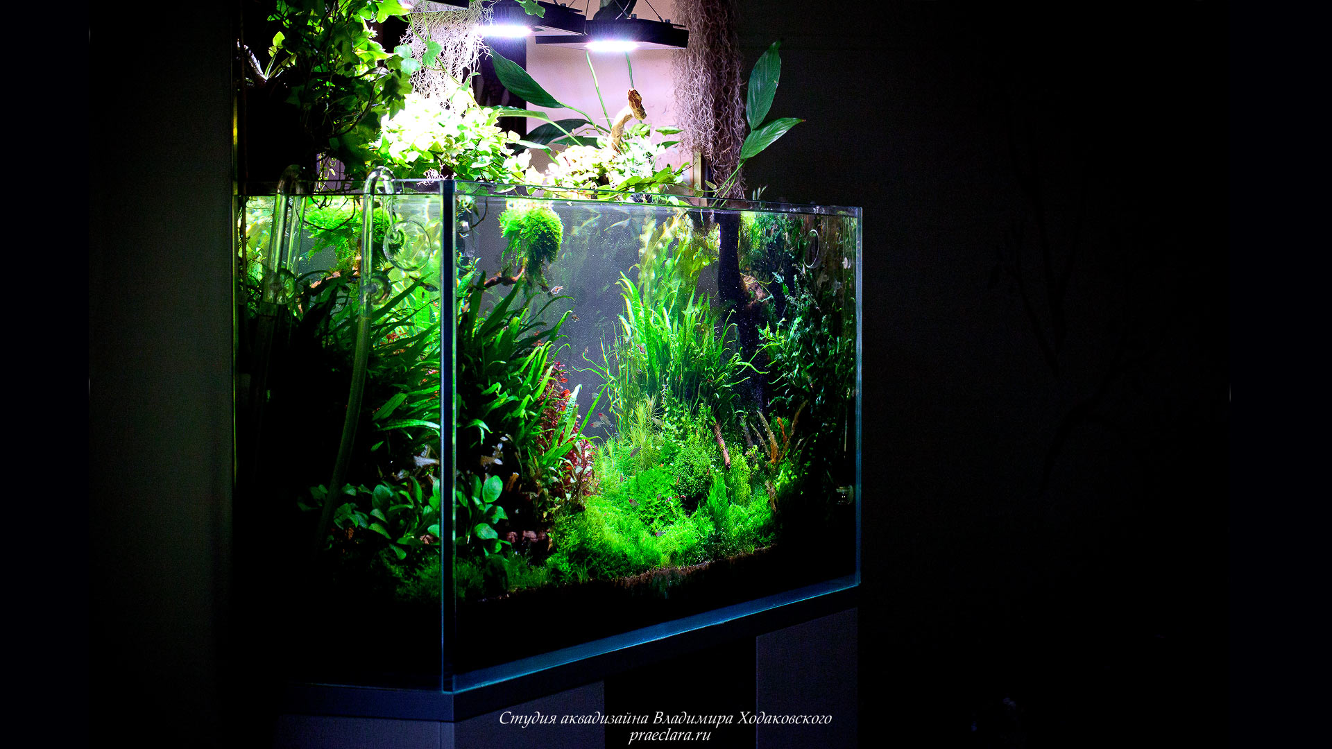 Nature aquarium 530л
