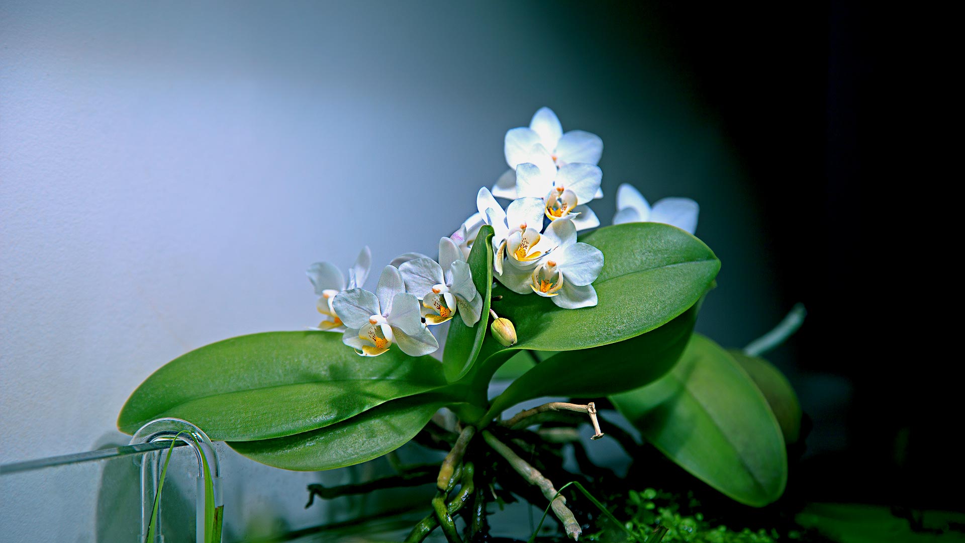 Орхидеи в аквариуме