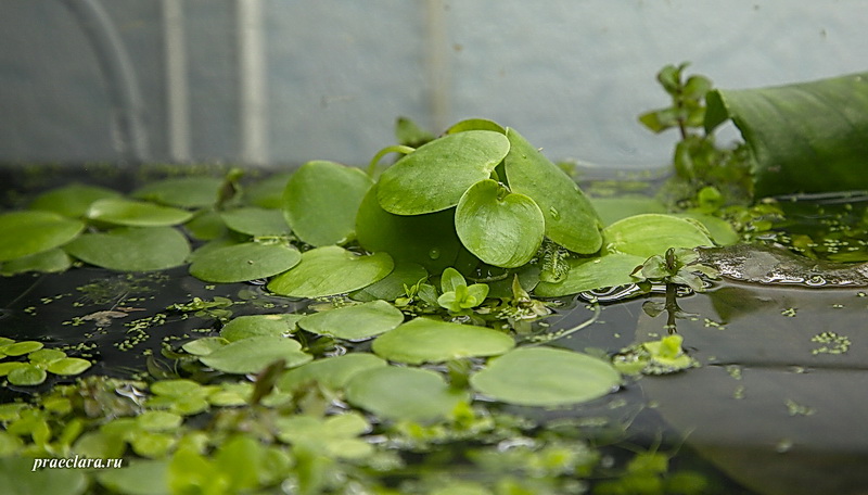 Лимнобиум побегоносный (Limnobium stoloniferum) - плавающее на поверхности растение