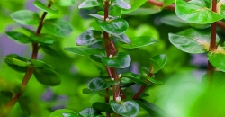 Ротала макрандра зелёная узколистная (Rotala macrandra «Narrow Leaf») цветет
