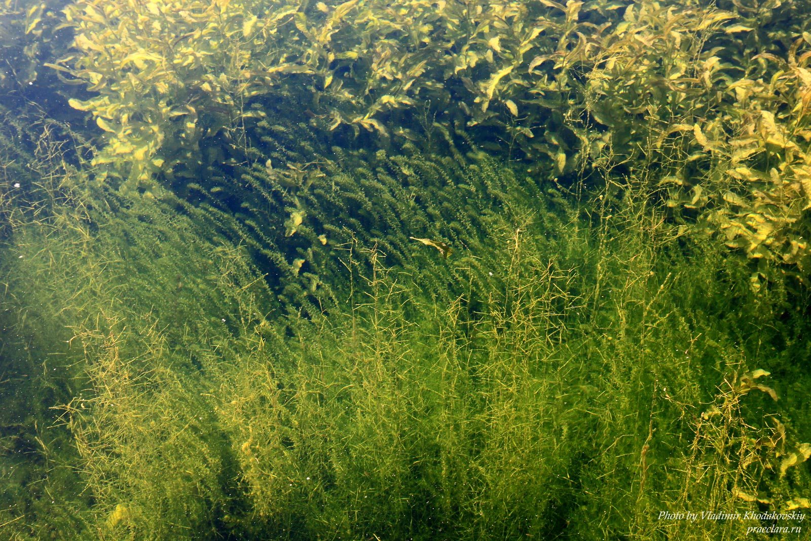 Подводная растительность и японский мох
