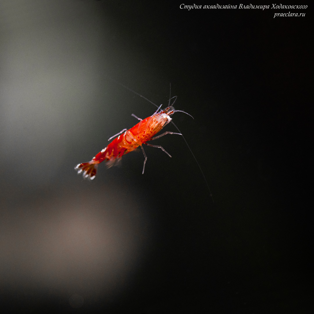 Креветка красный кристалл (Crystal Red Shrimp)