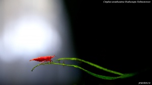 Креветка-вишня.(Neocaridina heteropoda Red., Var. Red fire)