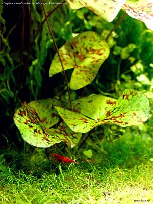 Креветка-вишня.(Neocaridina heteropoda Red., Var. Red fire). В тени нимфеи