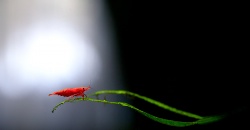 Креветка-вишня.(Neocaridina heteropoda Red., Var. Red fire)