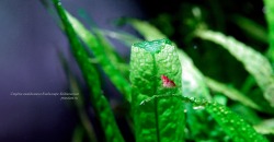 Креветка-вишня.(Neocaridina heteropoda Red)