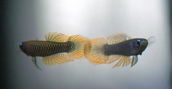 Голубоглазка Нормана (Aplocheilichthys normani)