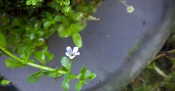 Бакопа Монье (Bacopa monnieri) цветёт