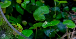 Цветок Щитолистника белоголового (Hydrocotyle leucocephala)
