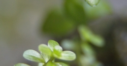 Ротала круглолистная (Rotala rotundifolia) на вабикусе