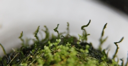 Хемиантус куба(Hemianthus callitrichoides) и Мох флейм(Taxiphyllum sp. - Flame Moss) на вабикусе
