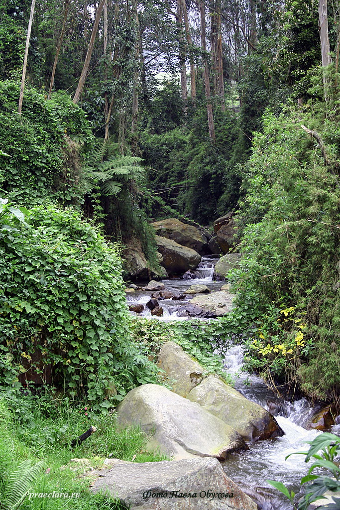 Рио Сабанетта, приток Магдалены