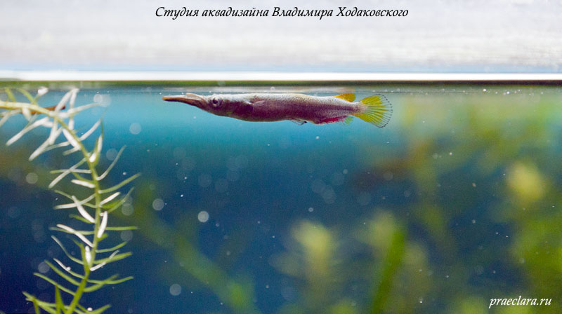 Бойцовый полурыл (Dermogenys pusillus) -живородящая рыбка. В помёте обычно около 20 мальков.