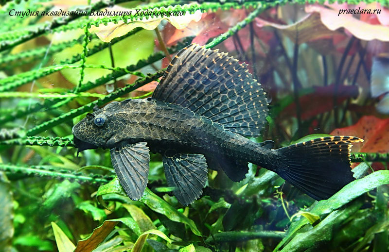 Парчовый птеригоплихт (Pterygoplichthys gibbiceps) Крупная рыба не лучший выбор в травнике. Она может сильно ограничить вас в выборе гидрофлоры.
