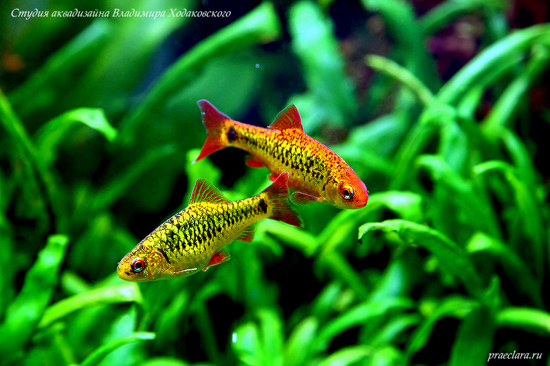 Барбус Шуберта (Barbus semifasciolatus "schuberti") Рыба имеющая в рационе растительный корм поселяется в травник на страх и риск