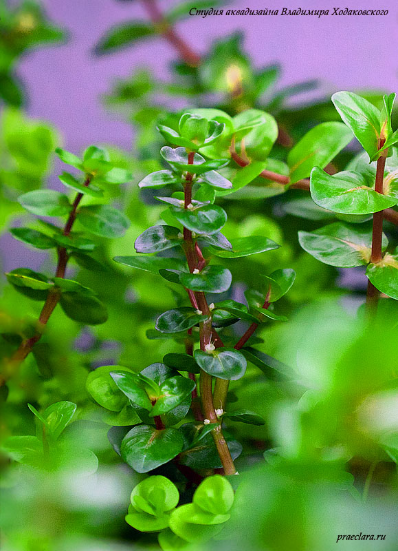 Ротала макрандра зелёная узколистная (Rotala macrandra «Narrow Leaf») цветёт. При выходе на сушу растение сильно изменяет свой внешний вид.