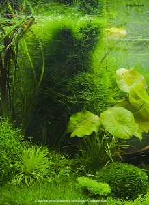Taxiphyllum alternans — Taiwan-moss в центре на вертикальных корягах, фрагмент аквариума