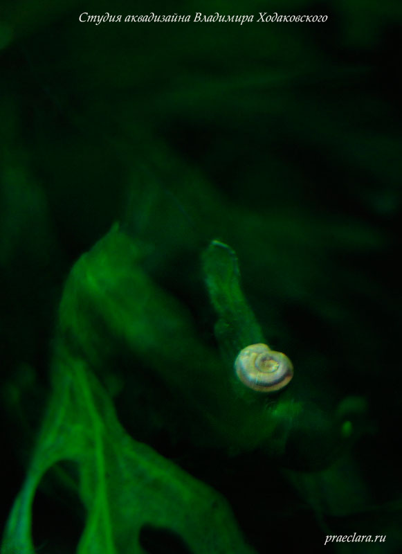 Anisus, моллюски для аквариума-травника