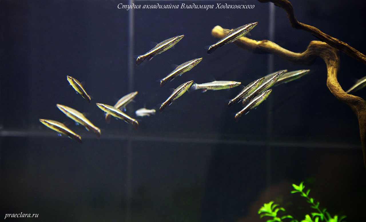Пецилобрикон обыкновенный (Nannostomus eques, Poecilobrycon eques), нано-рыбки