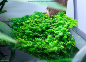 Микрантемум малоцветковый (Micranthemum micranthemoides), эмерсная форма, фрагмент аквариума "Покров Изиды" 650л
