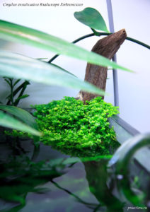Микрантемум малоцветковый (Micranthemum micranthemoides), эмерсная форма, фрагмент аквариума "Покров Изиды" 650л